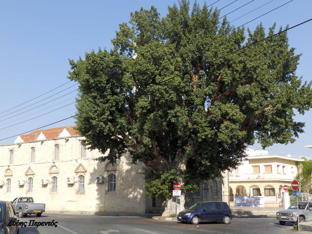 Δεν τσιμεντώνετε η αιωνόβια τουμπεζιά της Μητρόπολης (φώτο)