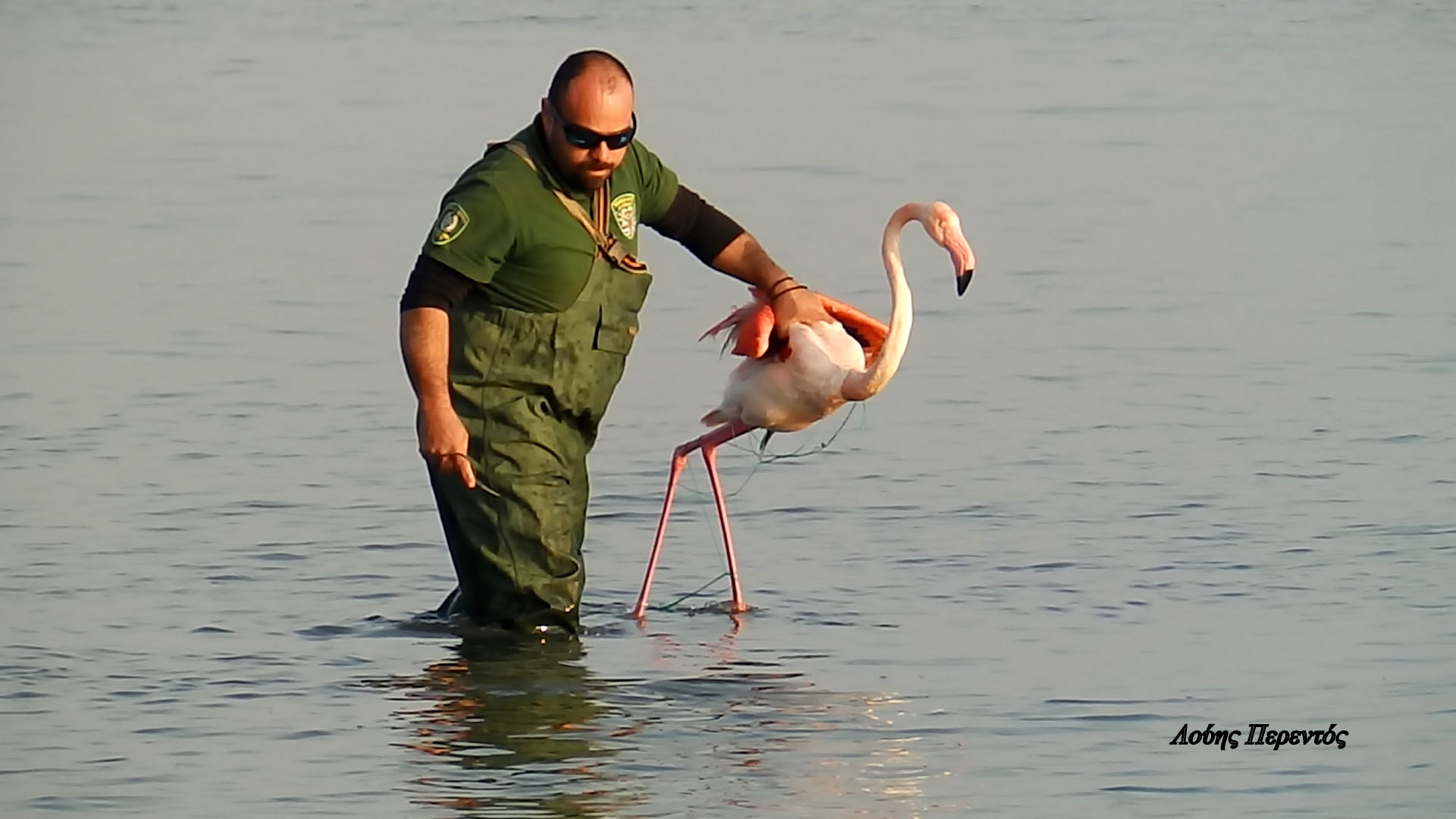 Και δεύτερο “δεμένο” φλαμίνγκο στην Αλυκή της Λάρνακας (φώτο)