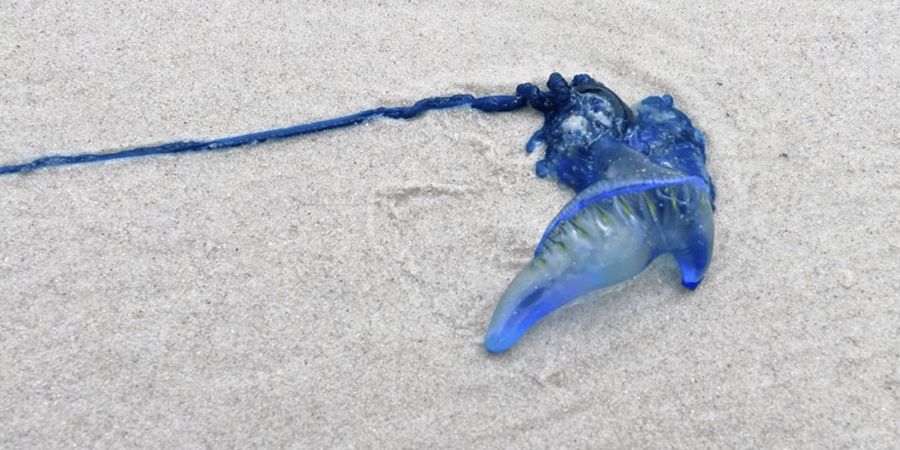 «Μην αγγίζετε»: Παράξενα πλάσματα της θάλασσας ξεβράζονται στην Αυστραλία