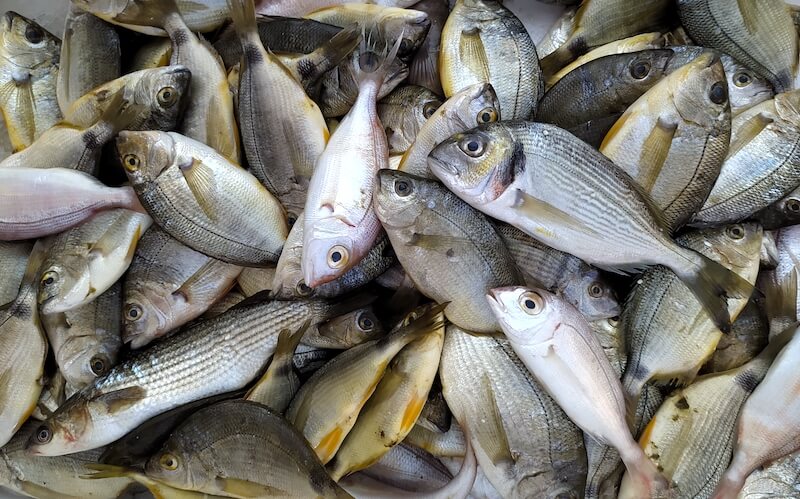 Κατάσχεση 94 κιλών αλιευμάτων και καταγγελία τεσσάρων για λαθραλιεία