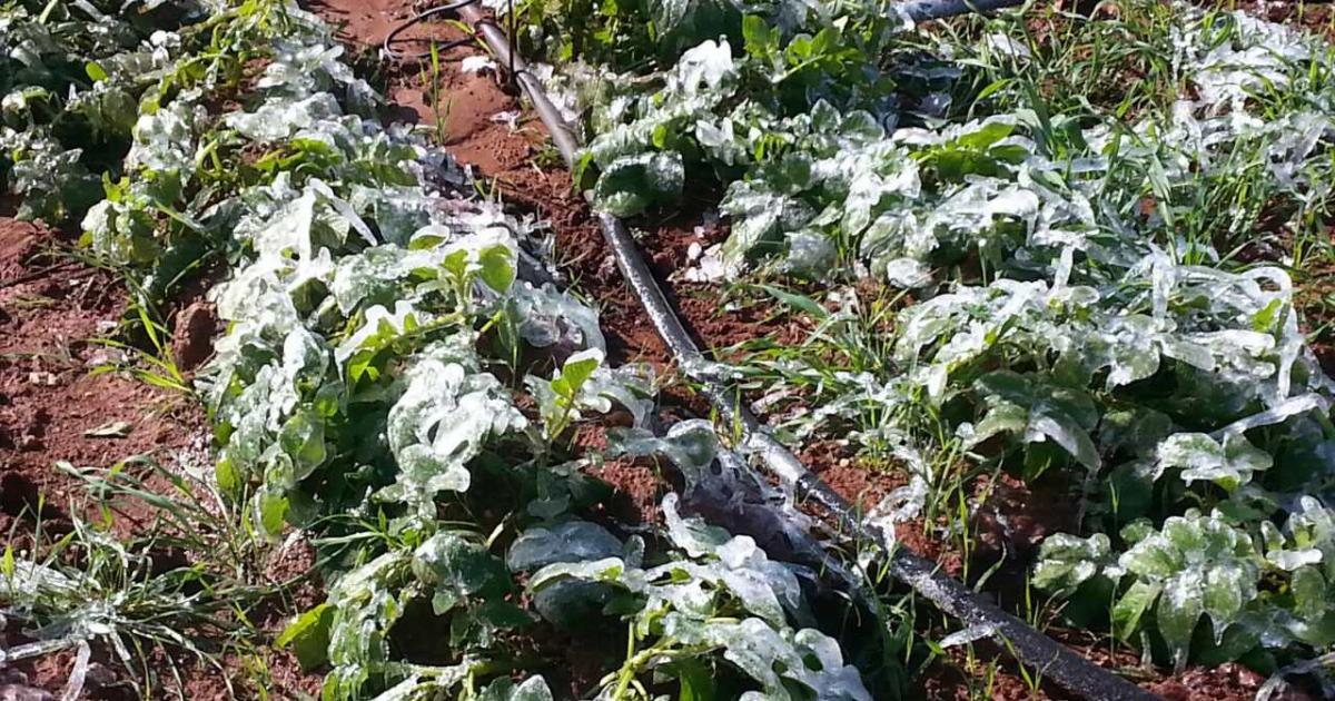 Ζημιές από παγετό σε φυτείες πατατών: Μέχρι πότε γίνεται δεκτή υποβολή αιτήσεων