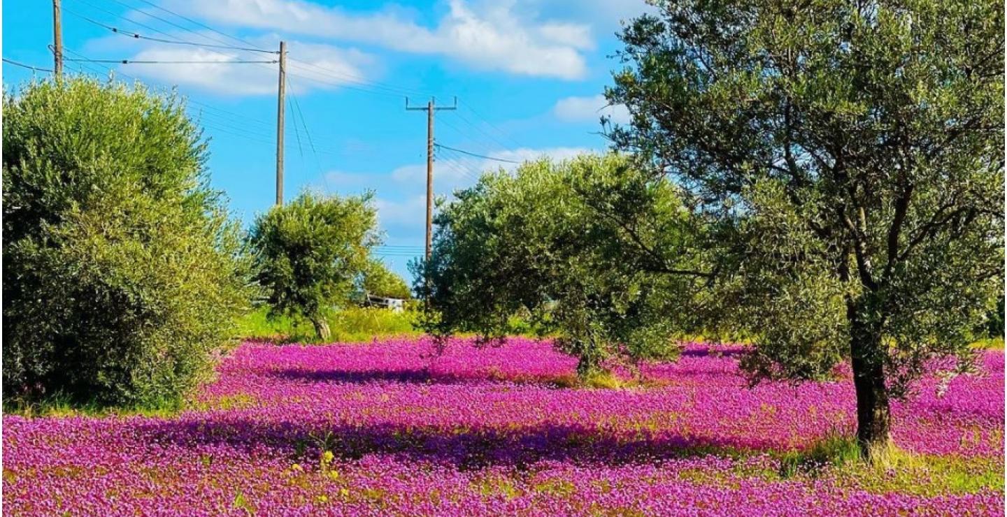 Το περίφημο ροζ λιβάδι της Κύπρου εμφανίστηκε και φέτος
