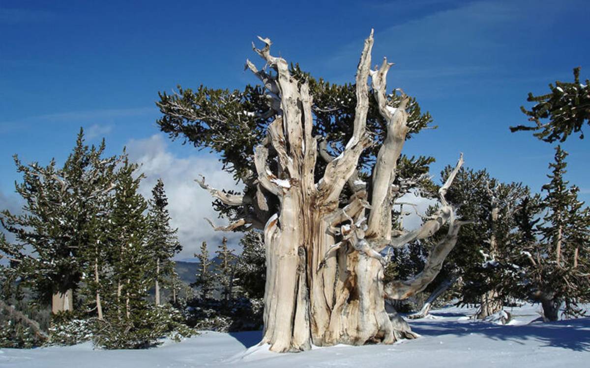 Βρέθηκαν στη Γη 30 δέντρα άνω των 2.000 ετών-Τα παλαιότερα είναι 4.900 ετών