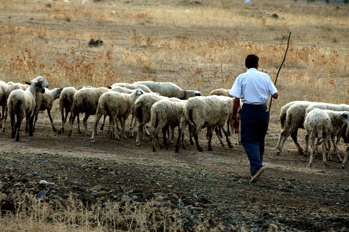 Πρόστιμα 25.000 και 14 αδήλωτοι εργαζόμενοι στη Γεωργία και Κτηνοντροφία