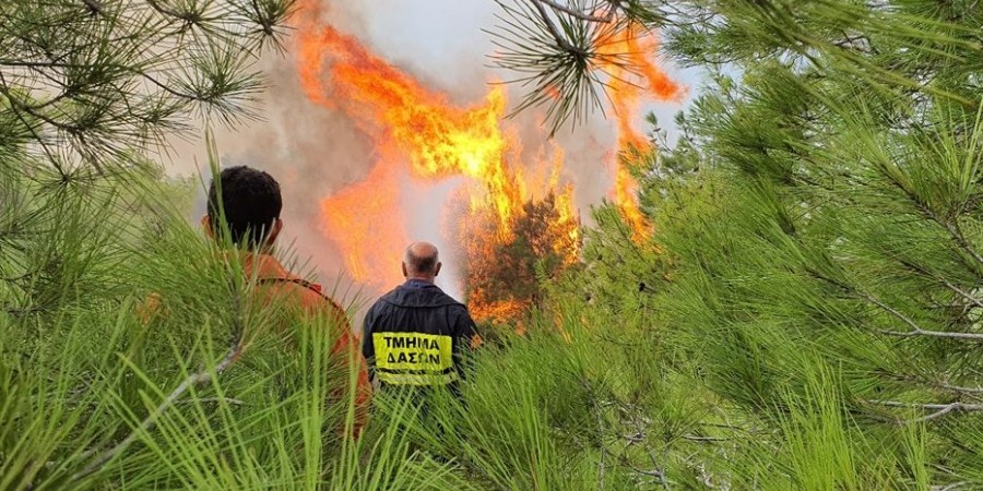 Άγρια βλάστηση και δέντρα ελιάς κατέκαυσε πυρκαγιά στα Πυργά