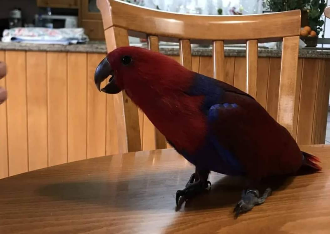 Χάθηκε παπαγάλος Eclectus στη Λάρνακα (φώτο)