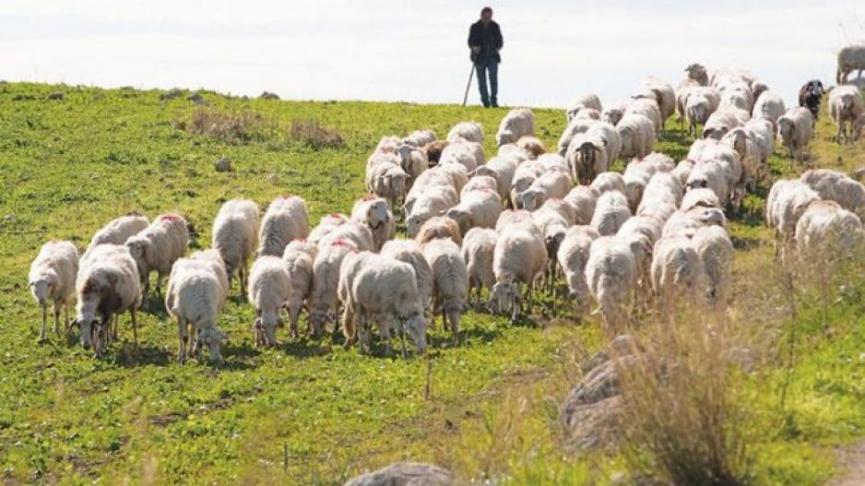 Ενίσχυση €8 εκ. σε κτηνοτρόφους