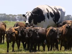 cow_giant_Australia_28_11_2018