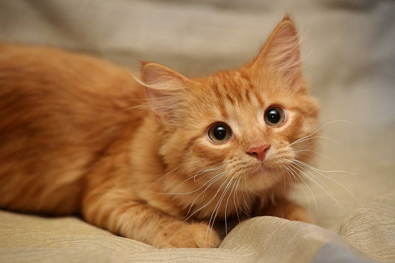 Βρέθηκε η πρώτη περίπτωση γάτας που μόλυνε άνθρωπο με Covid-19