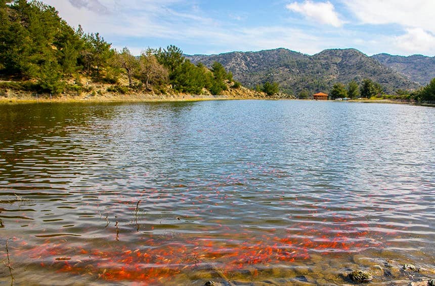 Κάπου στην ορεινή Κύπρο, υπάρχει μία λίμνη με κόκκινα ψάρια!