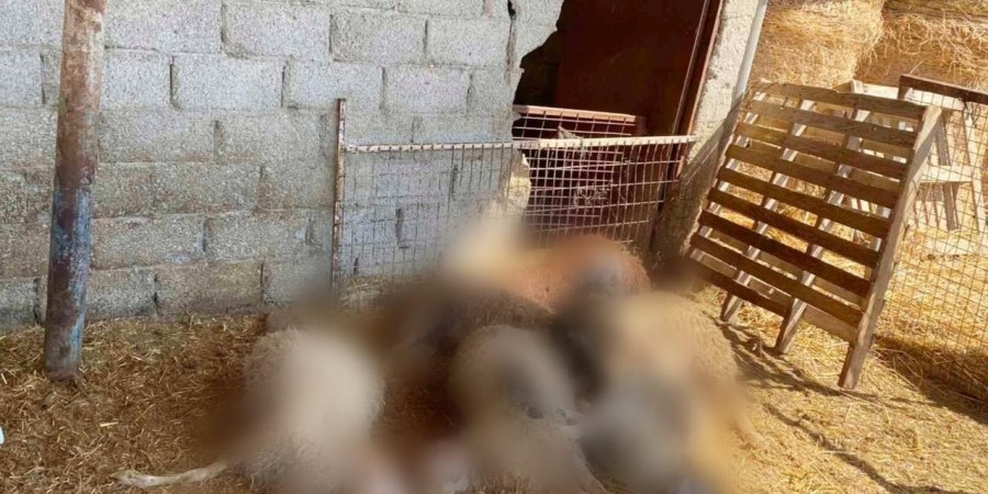 Αγέλη σκύλων κατασπάραξε 10 αμνοερίφια –Τραυματισμένα άλλα 45 (ΦΩΤΟ)