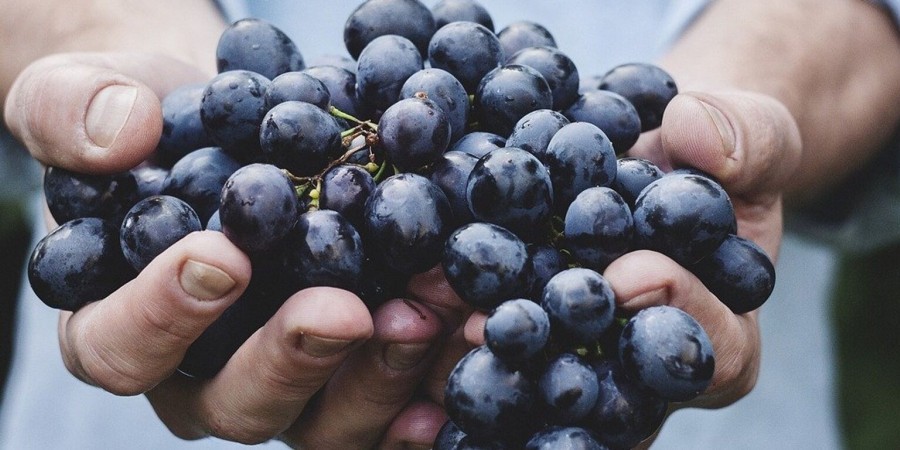 Φεστιβάλ σταφυλιού στη κατεχόμενη Γαλάτεια – Συμμετοχή ξένων χορευτικών ομάδων