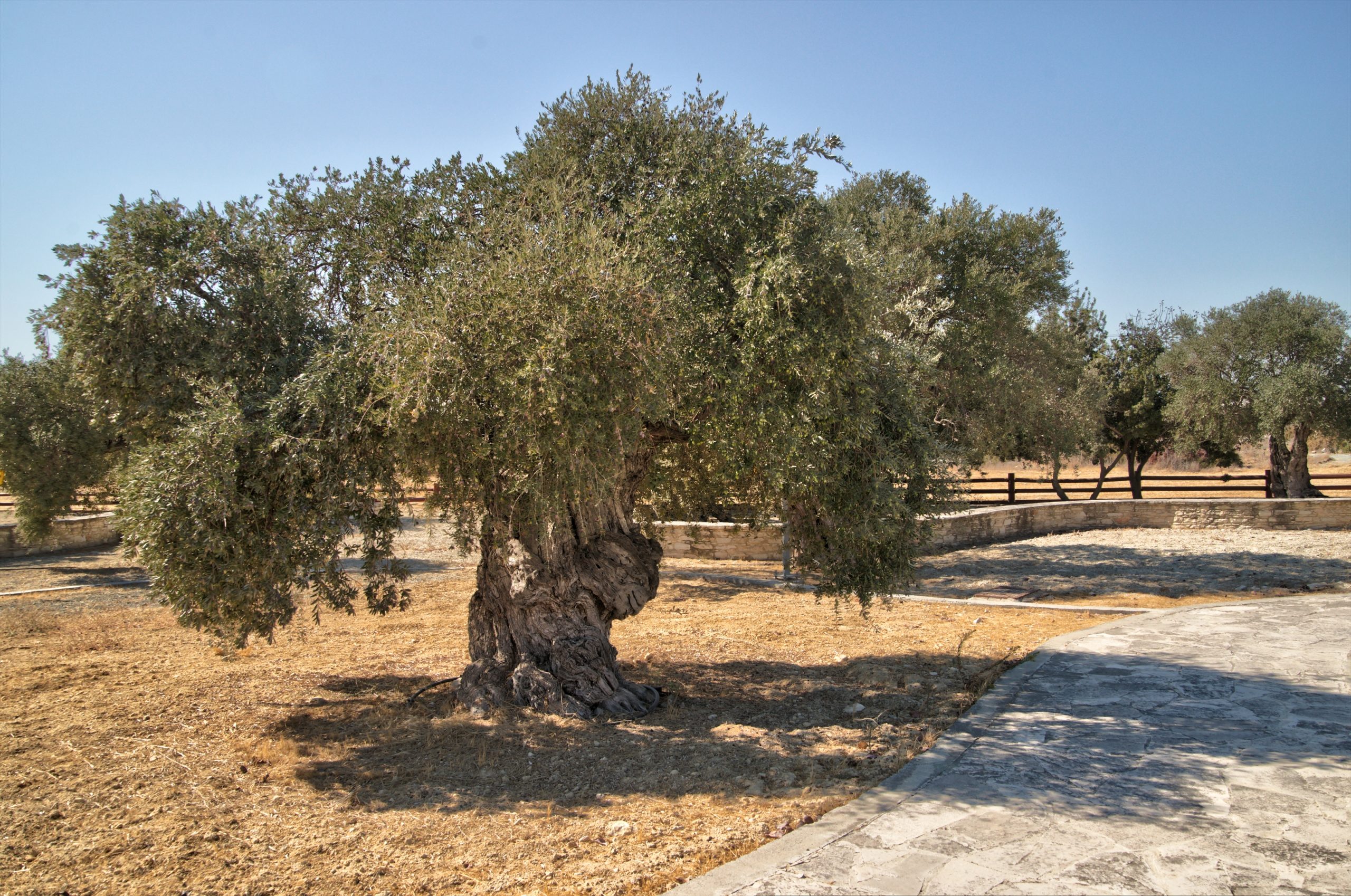 Ο Πολιτιστικός Όμιλος Ψεματισμένου διοργανώνει φέτος την πολιτιστική εκδήλωση ΜΑΡΙΝΙΑ 2022