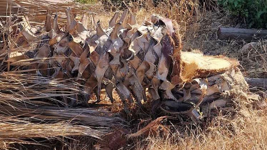 Στο λάθος μέρος τη λάθος στιγμή η τουρίστρια που καταπλακώθηκε από φοινικόδεντρο