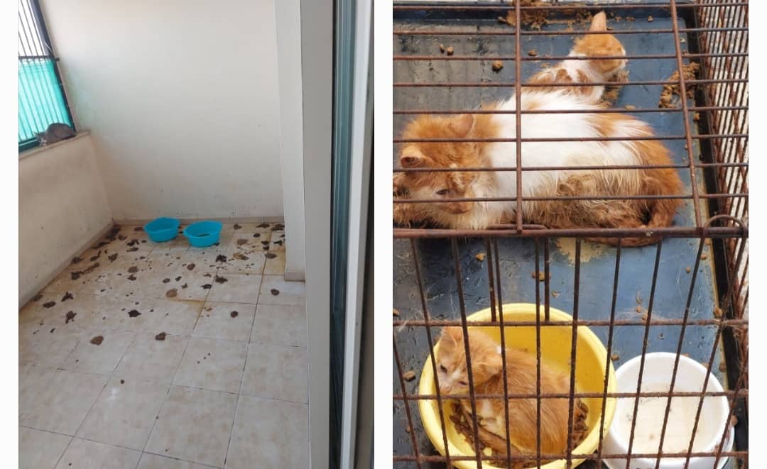 Αποκλειστικό: Μεγάλο αριθμό γάτων εντόπισαν οι Υγειονομικές Υπηρεσίες του Δήμου Λάρνακας σε άθλια κατάσταση (φώτο)