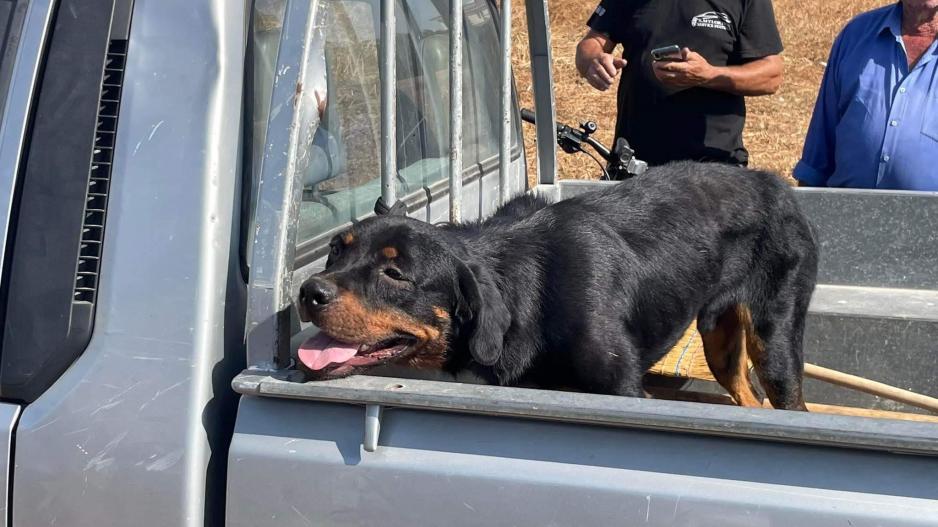 Αποσωληνώθηκε το 8χρονο αγοράκι που δέχθηκε επίθεση από σκύλο στη Λεμεσό