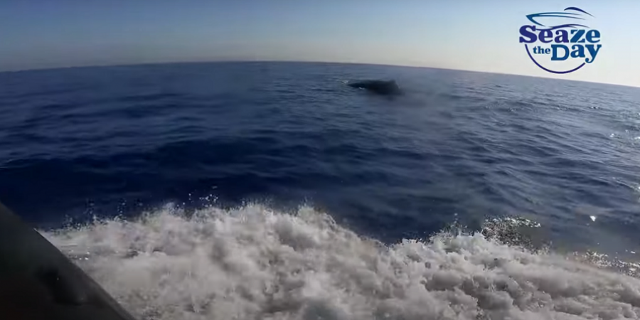 Φάλαινα φυσητήρας εντοπίστηκε ανοιχτά της Κύπρου (ΒΙΝΤΕΟ)