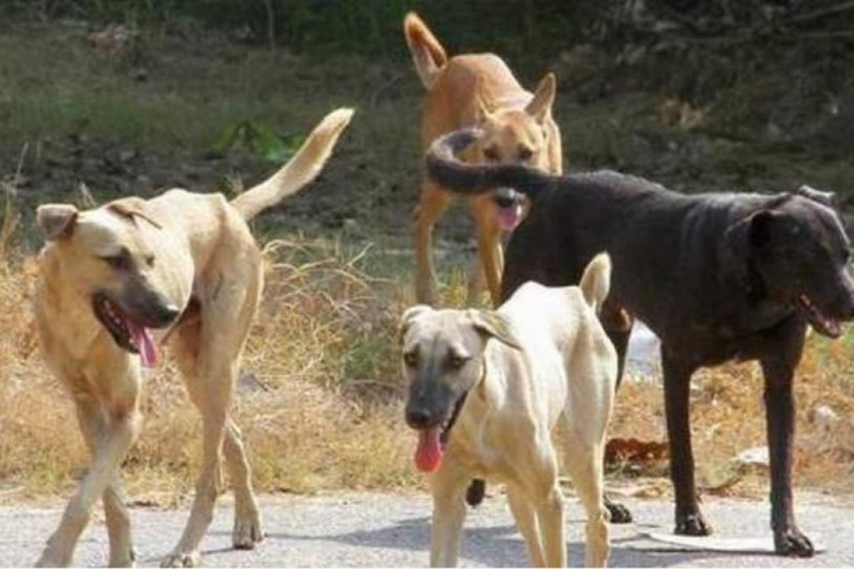 Πως να αντιδράσεις αν συναντήσεις μια επιθετική αγέλη σκύλων