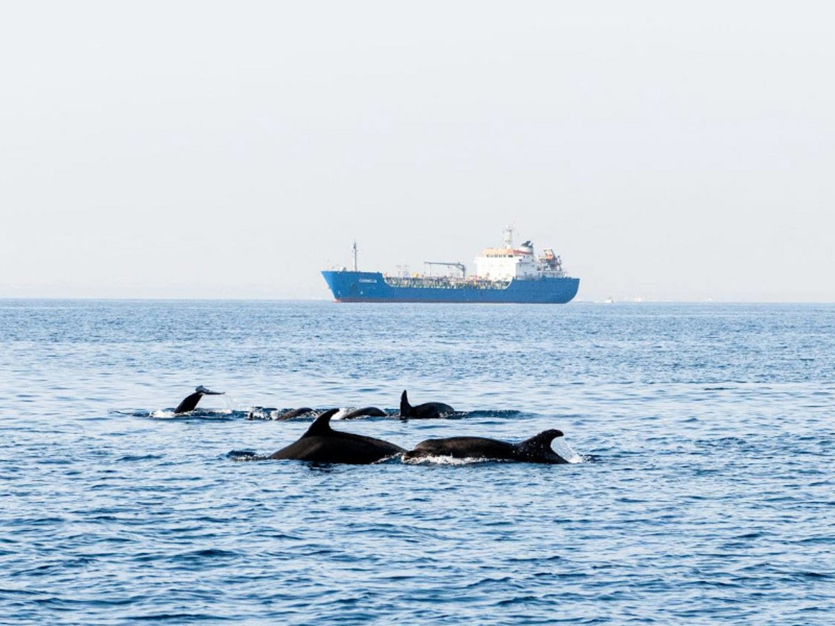 Αγέλη από δελφίνια εντοπίστηκε στην περιοχή Περβολιών  (βίντεο)