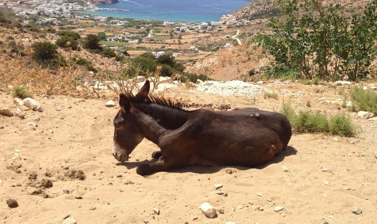 63χρονος έδινε γαϊδουρι στην καρότσα του αγροτικού και το έσερνε