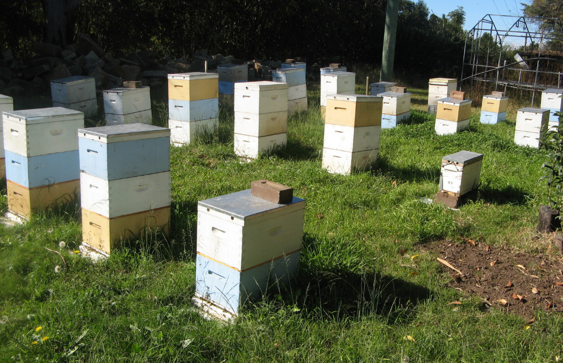 Μελισσοκομικά μονοπάτια σε Οδού, Βαβατσινιά και Βάβλα