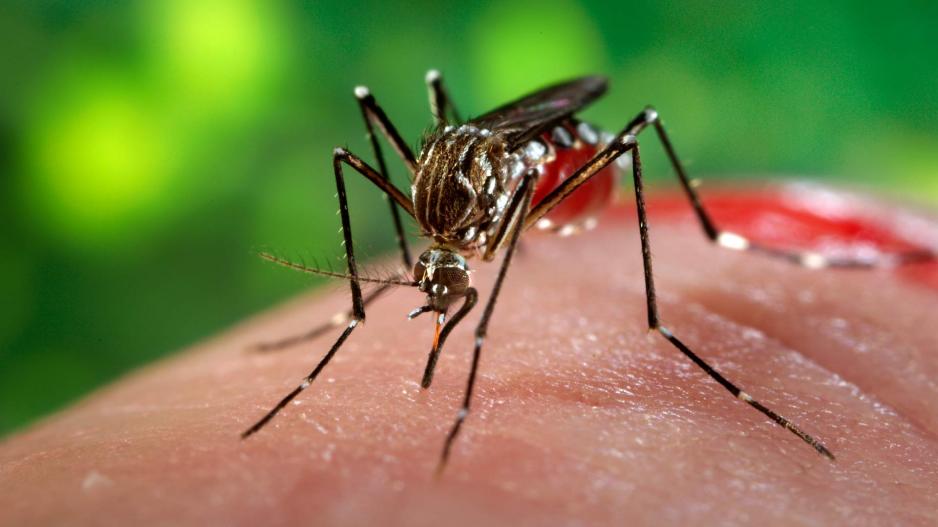 Δρομολαξιά / Κουνούπι «Aedes Aegypti»: Κίνδυνοι από τσίμπημα και τρόποι προστασίας