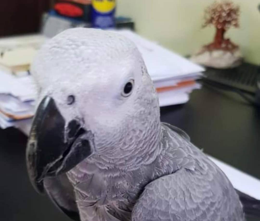 Χάθηκε παπαγάλος Αfrican Grey στην Αραδίππου