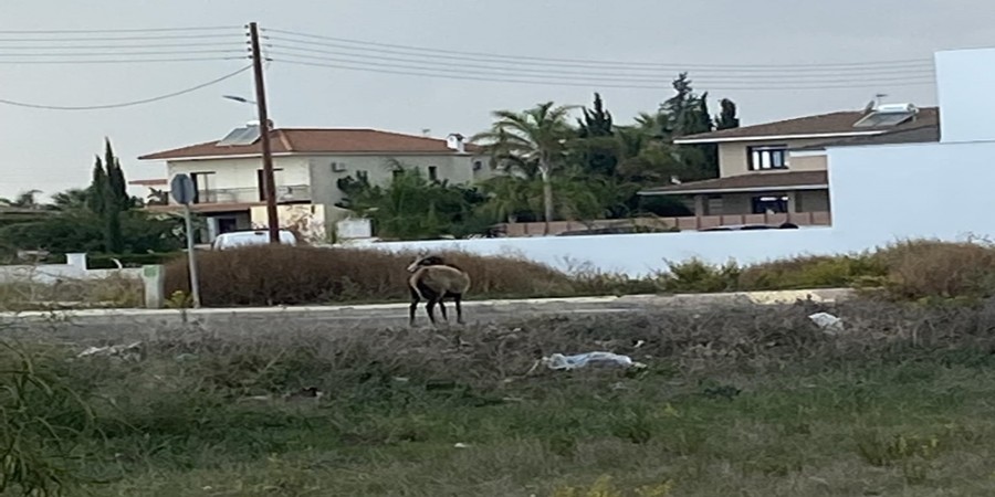 Αδέσποτο κριάρι τριγυρίζει στη Λάρνακα (ΦΩΤΟ)