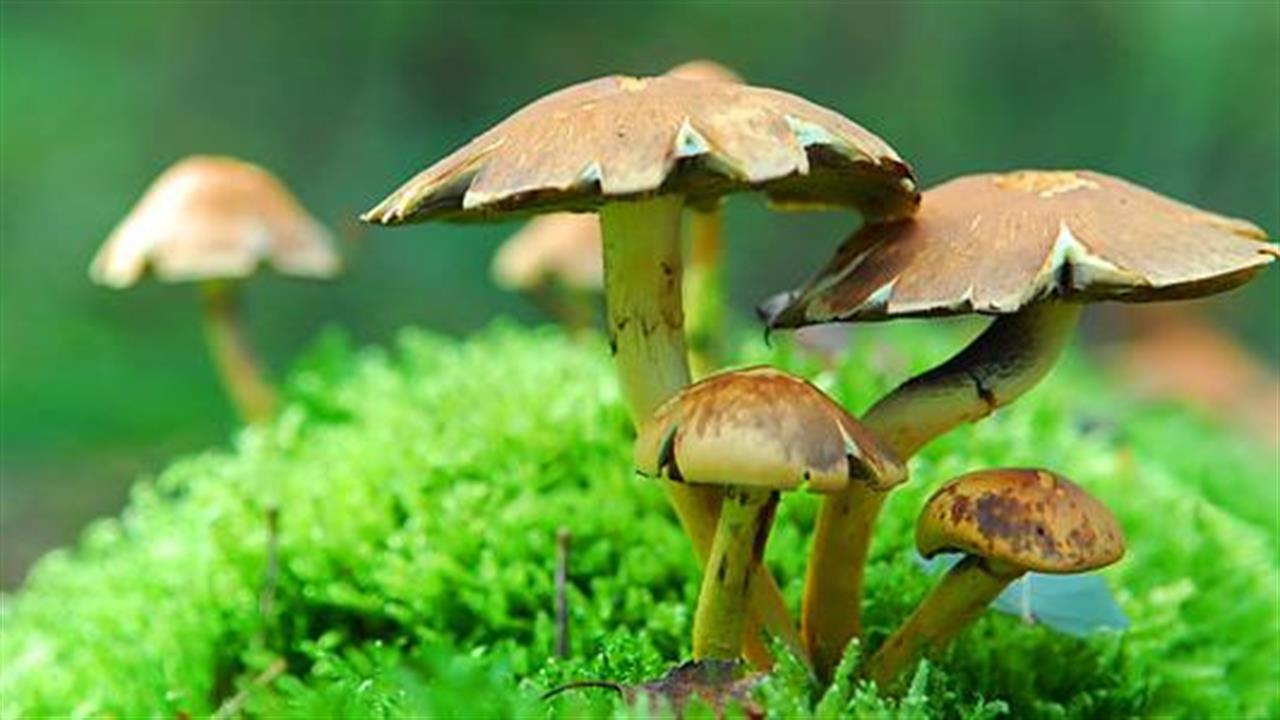 27459-Magic-mashrooms_660