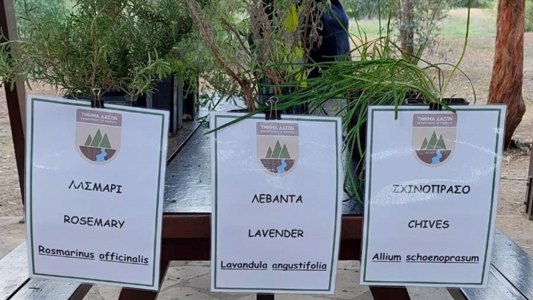 Πότε θα παραχωρεί το Τμήμα Δασών δωρεάν δενδρύλια στη Λάρνακα