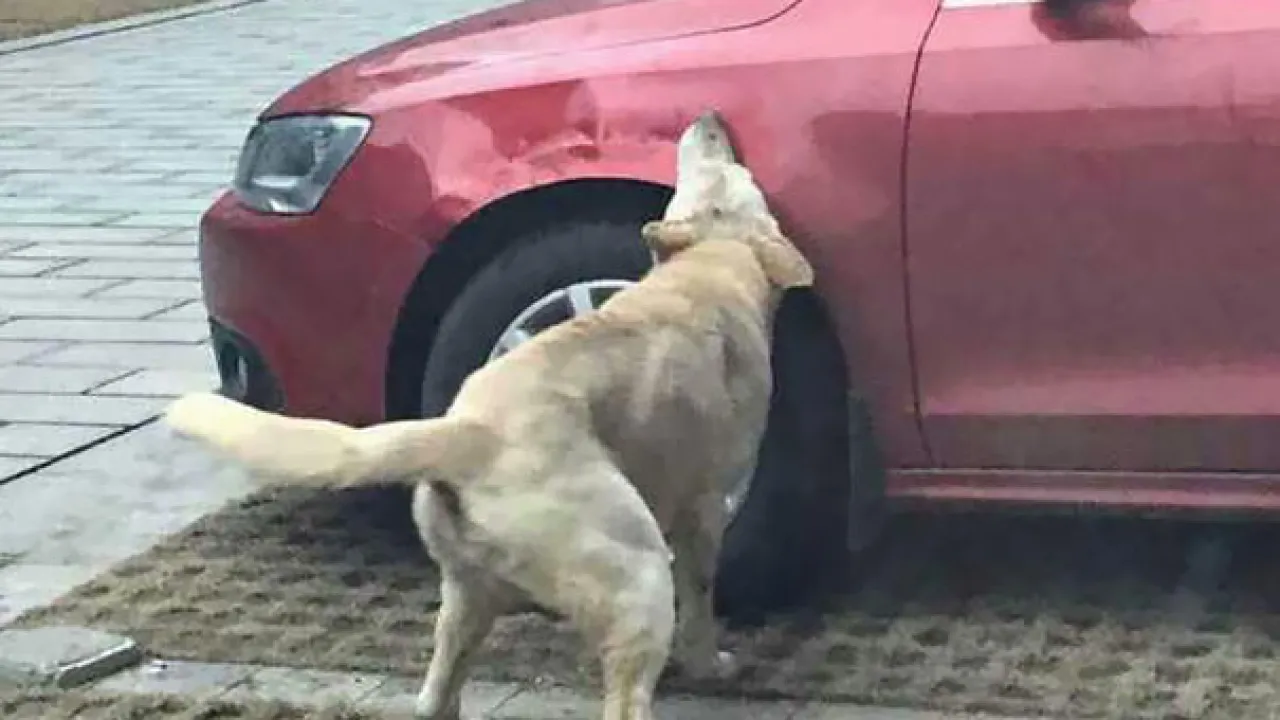 Μεγαλόσωμα σκυλιά «μάσησαν» όχημα στη Λάρνακα: «Θα θρηνήσουμε θύματα»
