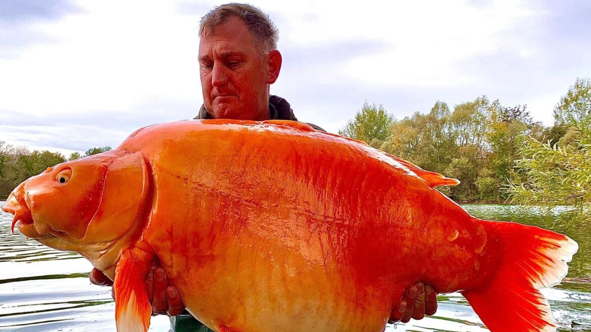 Ψαράς στη Γαλλία έπιασε ένα από τα μεγαλύτερα χρυσόψαρα του κόσμου