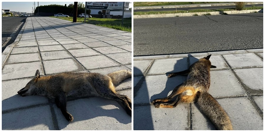 Εντοπίστηκε νεκρή αλεπού σε κεντρική λεωφόρο στη Λεμεσό (φώτο)