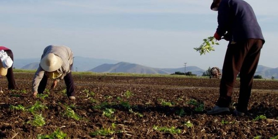 Πρόγραμμα €7,75 εκ. για στήριξη Κύπριων γεωργών-Ποιους αφορά