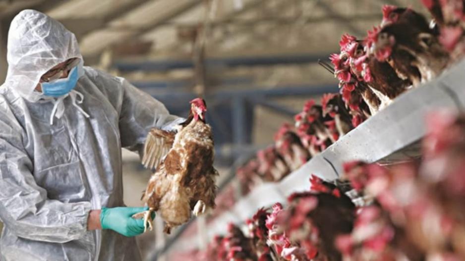 Σε συναγερμό οι αρχές: Κρούσματα της γρίπης των πτηνών σε φάρμα στη Λάρνακα