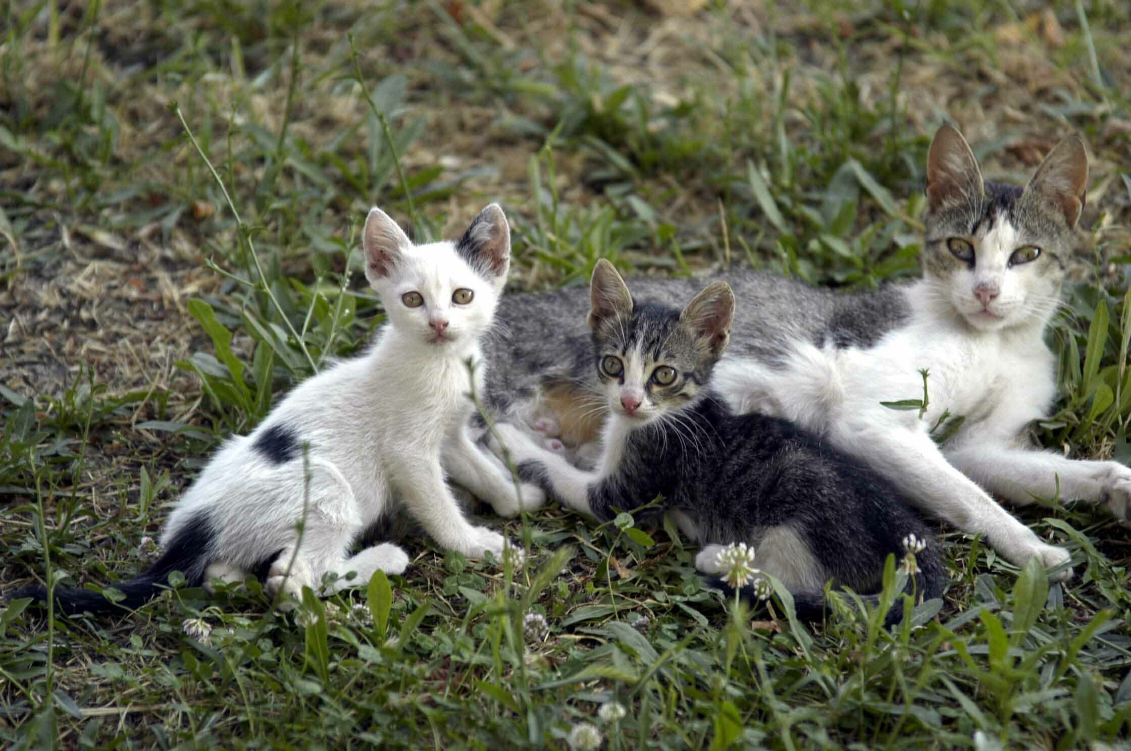 Άγνωστοι αναμένεται να παγιδεύσουν γάτους στη Δρομολαξιά