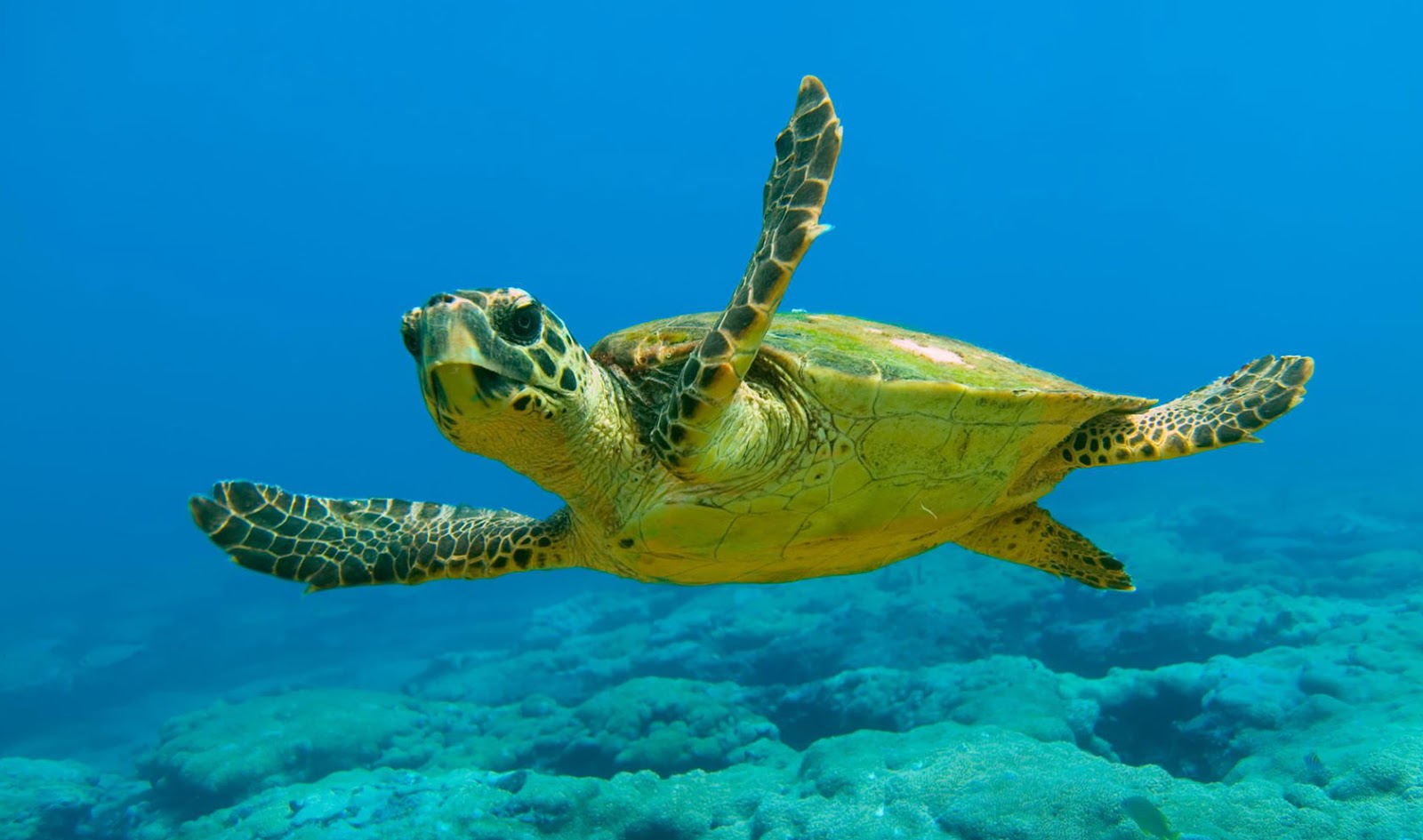 H ζωτικής σημασίας αιγυπτιακή λιμνοθάλασσα για την πράσινη χελώνα της Κύπρου