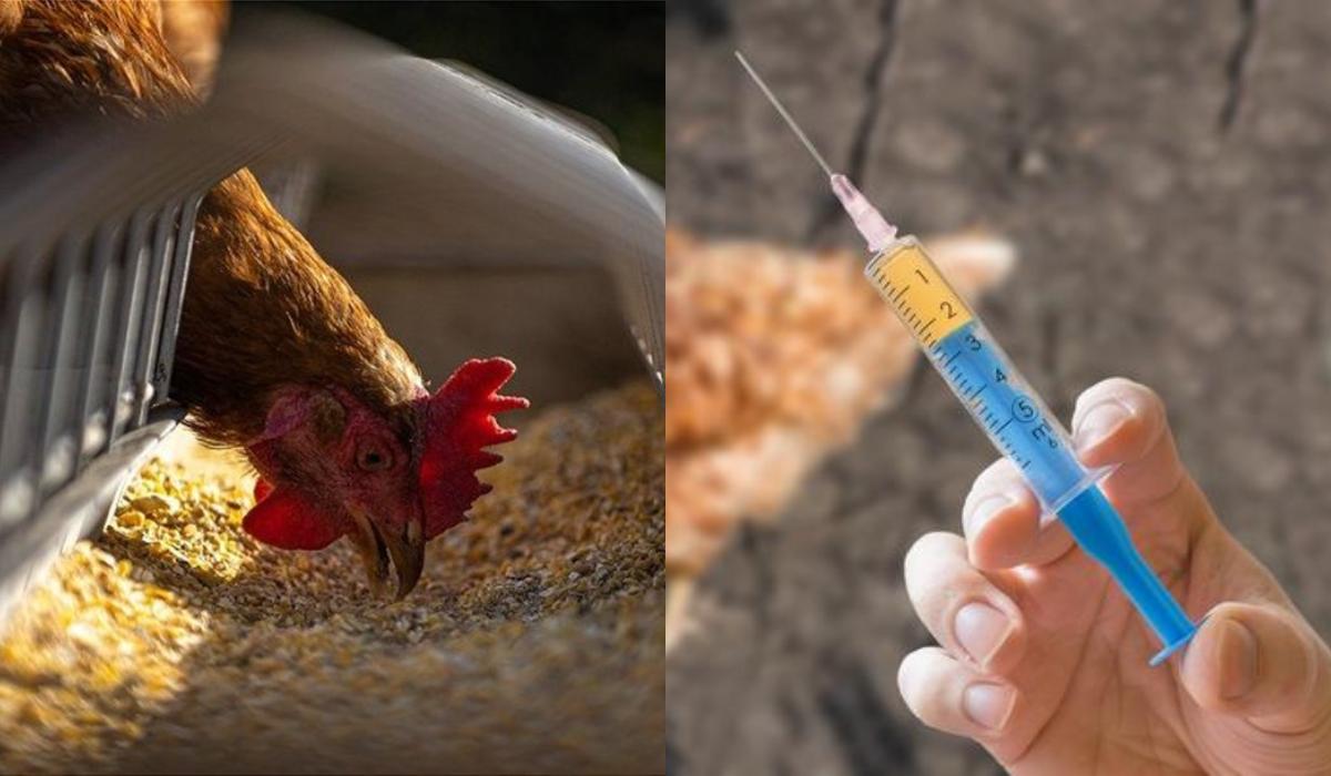 Γρίπη των πτηνών: Καθησυχάζουν οι αρμόδιοι και θέτουν σε ισχύ τα πρωτόκολλα