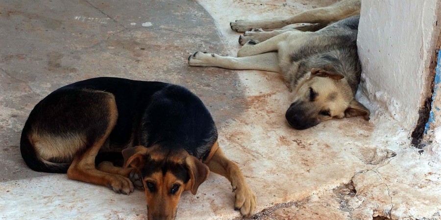 «Οι εγκαταλείψεις σκύλων ξεπερνούν τις 250.000 το χρόνο»