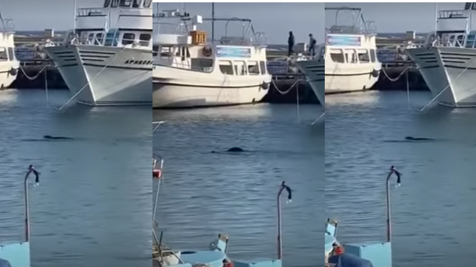 Φώκιες έκαναν την εμφάνισή τους στο λιμανάκι της Αγίας Νάπας  (βίντεο)