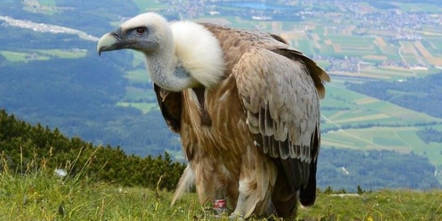 Άλλοι 14 Γύπες έχουν καταφθάσει σήμερα στην Κύπρο από την Ισπανία