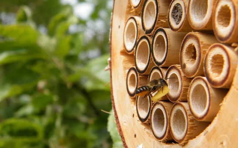 Πόλος έλξης το Μελισσοκομικό Μονοπάτι Βαβατσινιάς