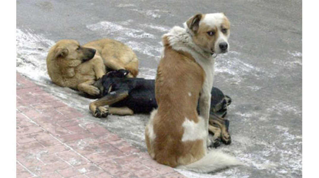 Το Kόμμα για τα Ζώα θέτει στην κυβέρνηση το θέμα των αδέσποτων σκύλων