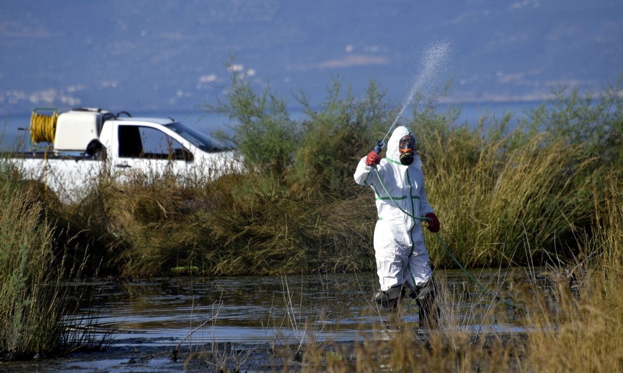 Συνεχίζεται η καταπολέμηση εντόμων και τρωκτικών στη Λάρνακα