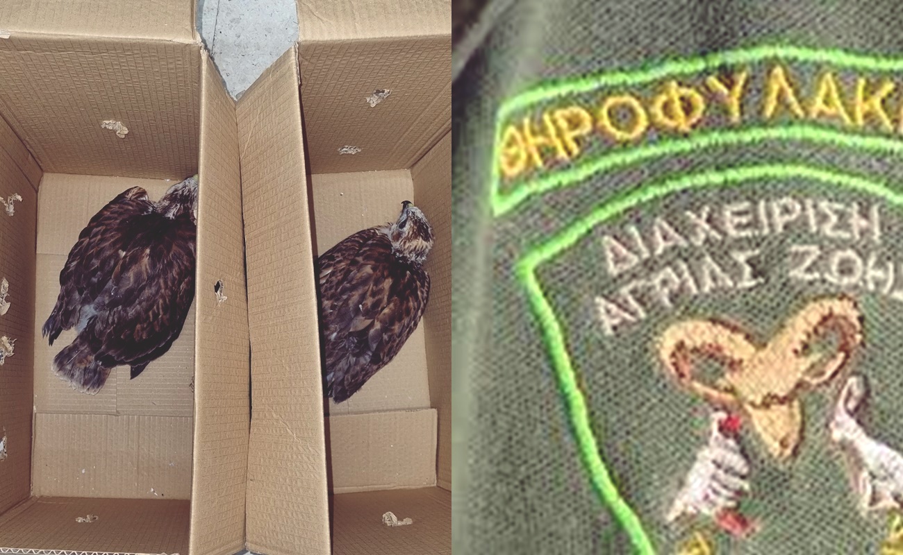 Εξαρθρώθηκε κύκλωμα παράνομης εμπορίας άγριων πτηνών