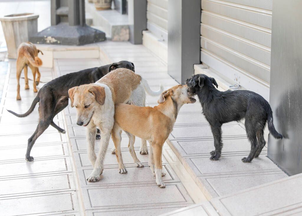 Απομακρύνεται, λόγω υψηλού κόστους, το περιφερειακό καταφύγιο αδέσποτων σκύλων στην επαρχία Λάρνακα