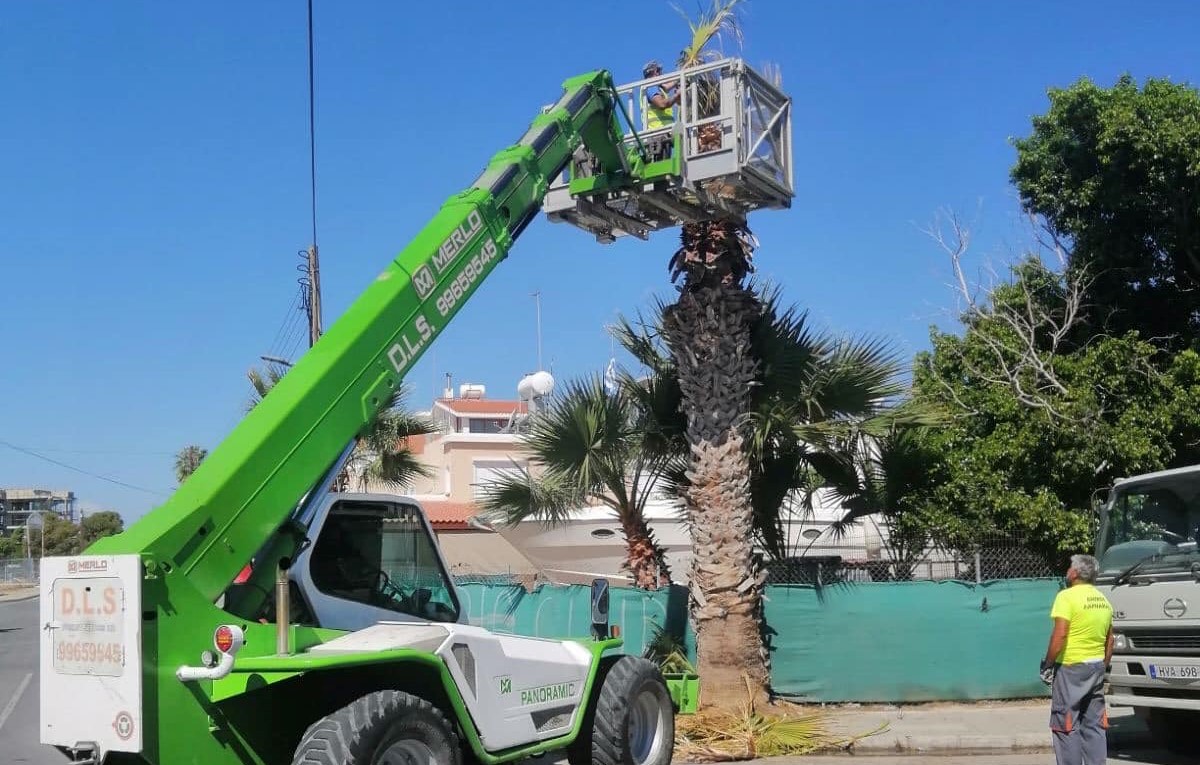 Όλο το πρόγραμμα του Τμήματος Πρασίνου για το ετήσιο κλάδεμα των φοινικιών της πόλης