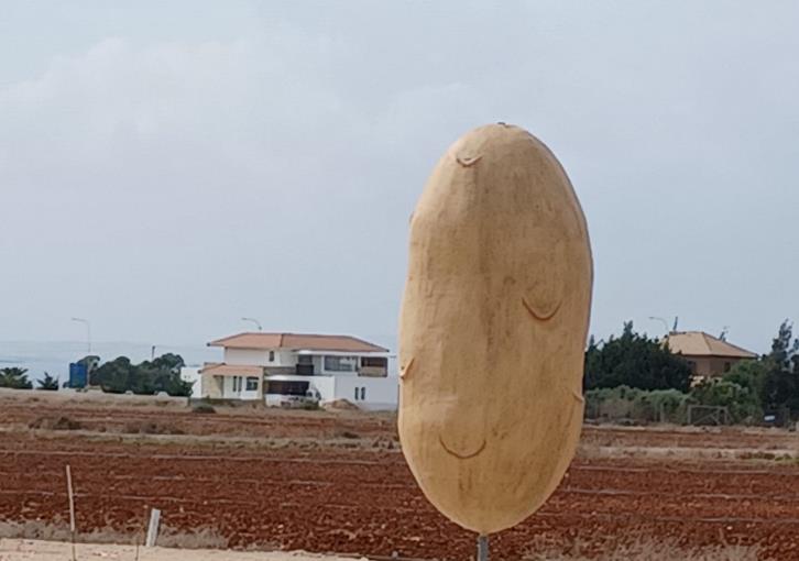 Προχωρούν οι ετοιμασίες για το “The Xylofagou Big Potato International Festival”