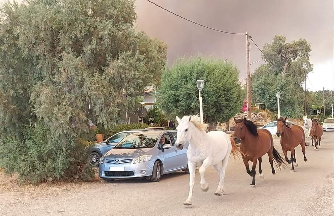 Ρόδος: Άλογα τρέχουν για να ξεφύγουν από τις φλόγες (ΦΩΤΟ)