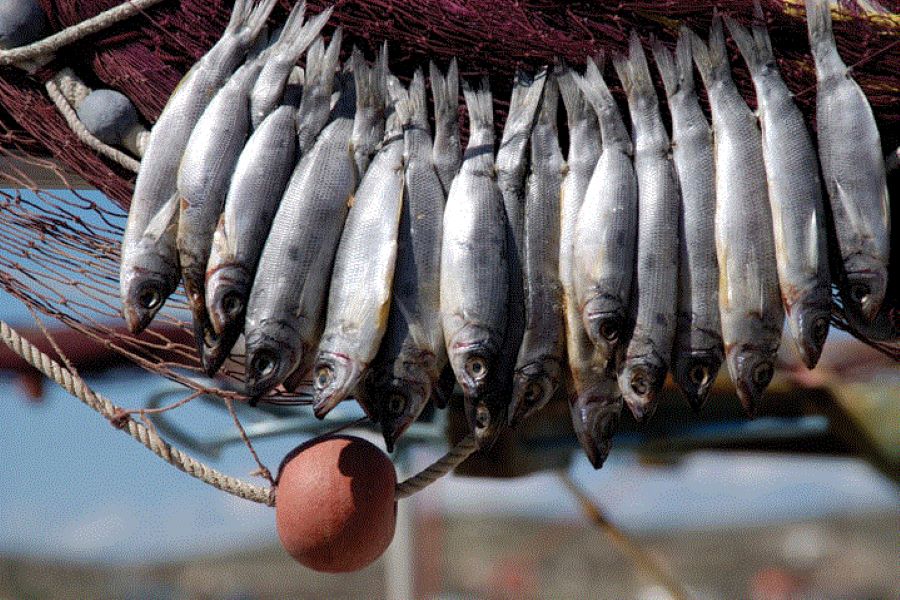 Επιστρέφει και φέτος το 3ο Φεστιβάλ Ψαριού στο Ζύγι με μπόλικο ψάρι και πολλές εκπλήξεις